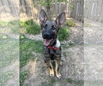 Small #17 German Shepherd Dog