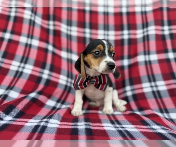 Medium Photo #7 Beagle Puppy For Sale in LAKELAND, FL, USA