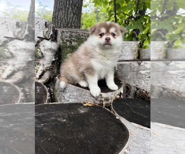 Medium Photo #2 Pomsky Puppy For Sale in STAPLES, MN, USA