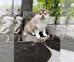 Chili - Male Pomsky Puppy for Sale - Photo #2