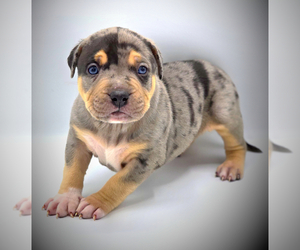 American Bully Puppy for Sale in LOS ANGELES, California USA