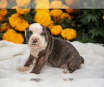 Puppy Willow Olde English Bulldogge