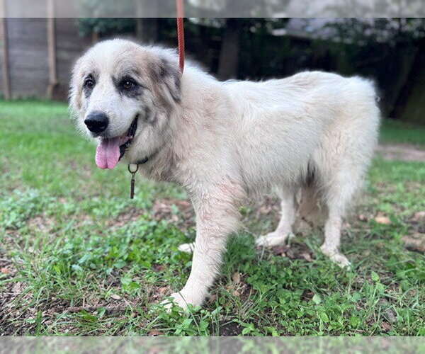 Medium Photo #6 Great Pyrenees Puppy For Sale in Spring, TX, USA