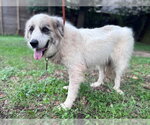 Small #5 Great Pyrenees