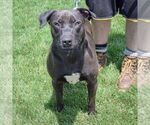 Small #4 Rottweiler Mix