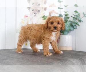 Cavapoo Puppy for sale in BEL AIR, MD, USA