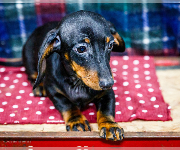 Medium Photo #42 Dachshund Puppy For Sale in WAKARUSA, IN, USA