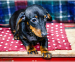 Small #2 Dachshund