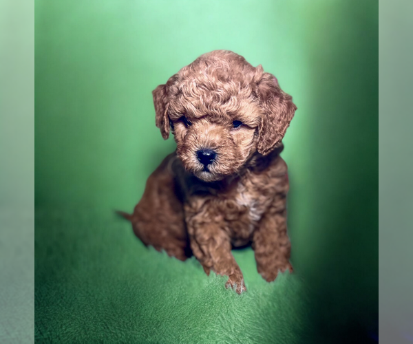 Medium Photo #7 ShihPoo Puppy For Sale in DUNDEE, OH, USA