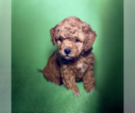 Small #6 ShihPoo
