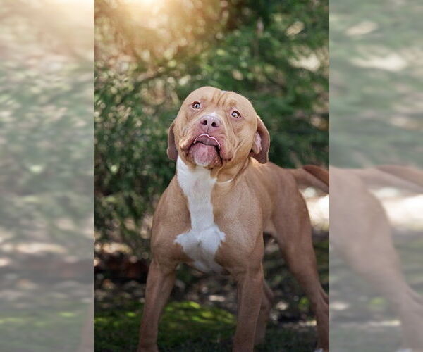 Medium Photo #2 Mutt Puppy For Sale in Belleville, IL, USA