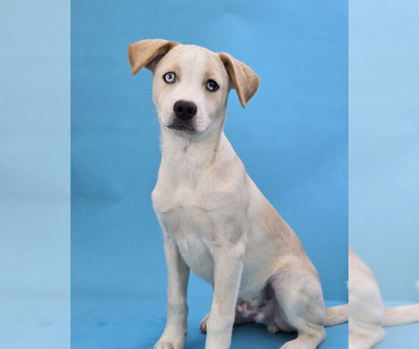 Medium Photo #3 Labrador Retriever-Unknown Mix Puppy For Sale in Lakewood, CO, USA