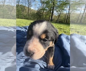 Medium Bernese Mountain Dog-Greater Swiss Mountain Dog Mix
