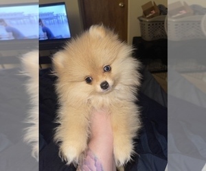 Pomeranian Puppy for sale in ATWATER, CA, USA