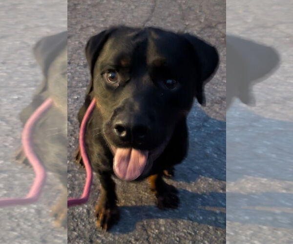 Medium Photo #5 Rottweiler Puppy For Sale in Hillsboro, NH, USA