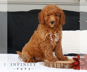 Goldendoodle (Miniature) Puppy for sale in NARVON, PA, USA