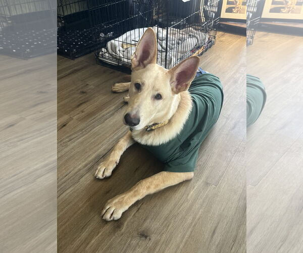 Medium Photo #2 Mutt Puppy For Sale in Brooklyn Center, MN, USA