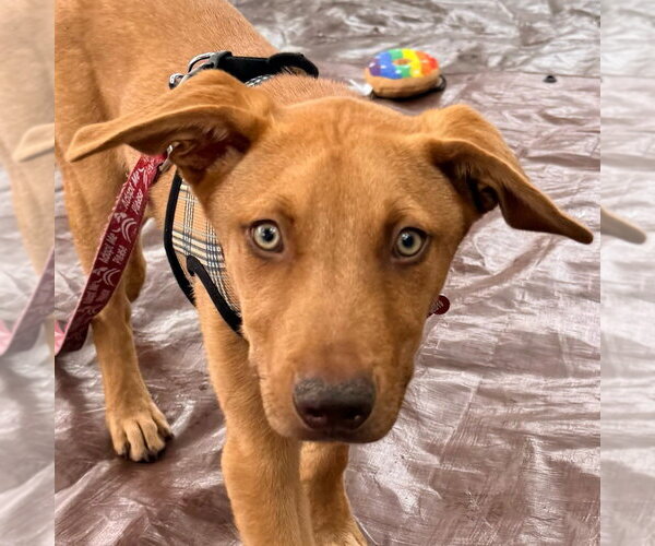Medium Photo #9 German Shepherd Dog-Unknown Mix Puppy For Sale in Canton, CT, USA