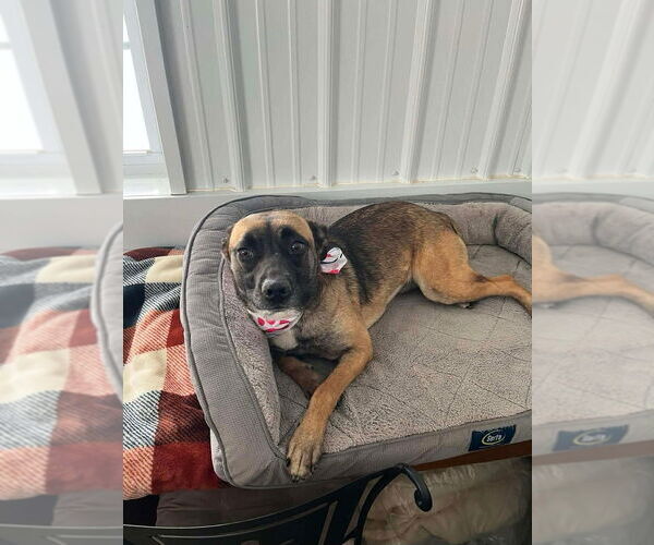 Medium Photo #5 Mutt Puppy For Sale in Osgood, IN, USA