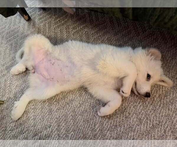 Medium Photo #1 Great Pyrenees Puppy For Sale in Dallas, TX, USA