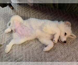 Great Pyrenees Dogs for adoption in Dallas, TX, USA