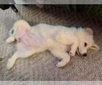 Small Great Pyrenees