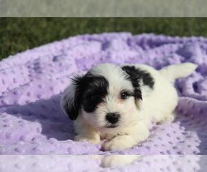Coton de Tulear Puppy for sale in ORO VALLEY, AZ, USA