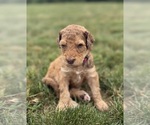 Small Photo #23 Goldendoodle Puppy For Sale in HOWARD CITY, MI, USA