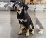Small #2 Mutt