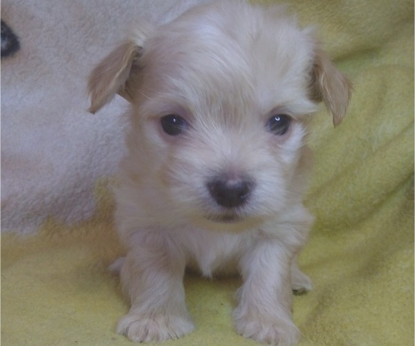 Medium Photo #1 Morkie Puppy For Sale in CLEVELAND, OH, USA