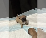 Small #11 French Bulldog-French Bullhuahua Mix