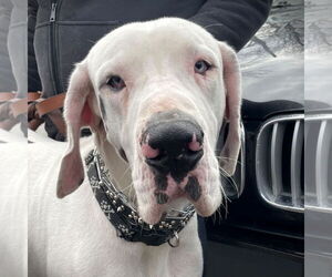 Great Dane Dogs for adoption in Techny, IL, USA