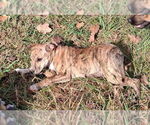 Small #2 Mountain Cur