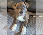 Small #11 American Pit Bull Terrier Mix