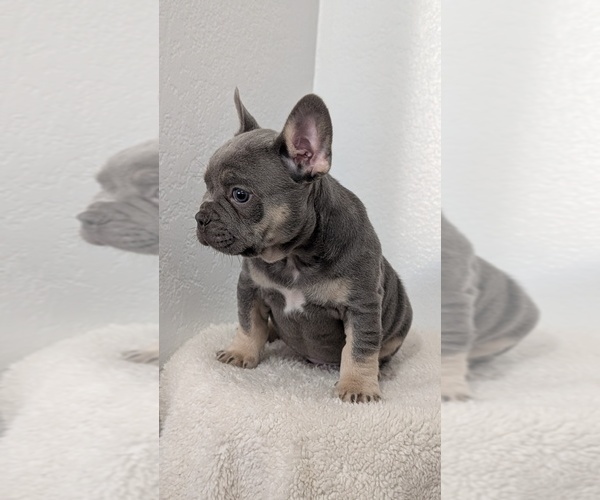 Medium Photo #5 French Bulldog Puppy For Sale in GOSHEN, IN, USA
