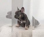 Small #4 French Bulldog