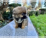 Small Photo #63 Pomeranian Puppy For Sale in HAYWARD, CA, USA