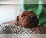 Small Photo #8 Goldendoodle Puppy For Sale in DENISON, TX, USA