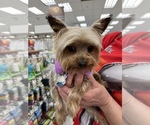 Small Photo #1 Yorkshire Terrier Puppy For Sale in OLATHE, KS, USA