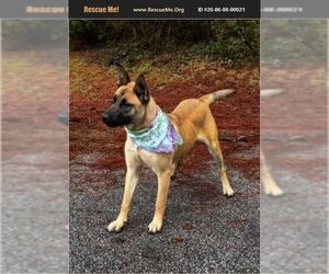German Shepherd Dog Dogs for adoption in Benton, PA, USA