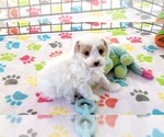 Image preview for Ad Listing. Nickname: Annie