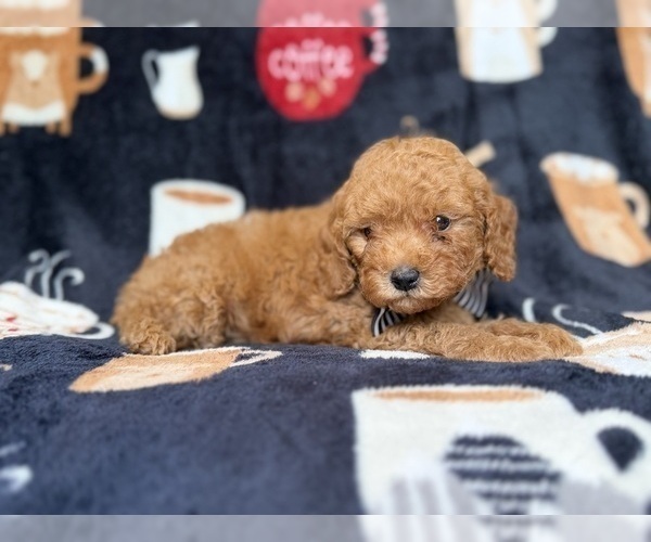 Medium Photo #4 Cavapoo (Miniature) Puppy For Sale in LAKELAND, FL, USA