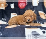 Lance - Male Cavapoo (Miniature) Puppy for Sale - Photo #4