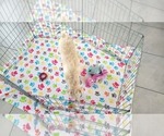 Small #10 Schnoodle (Miniature)