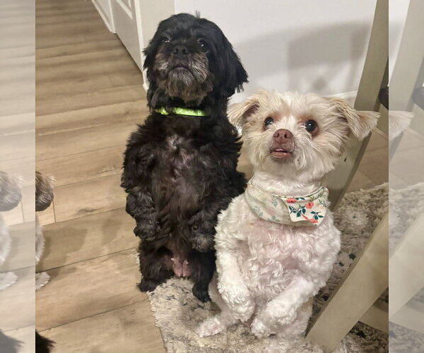 Medium Photo #2 Shih Tzu Puppy For Sale in Spring Lake, NC, USA