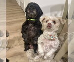 Small #1 Shih Tzu