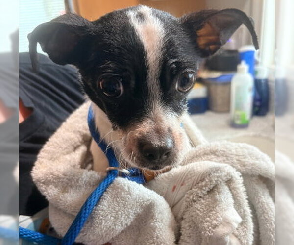 Medium Photo #4 Chihuahua-Unknown Mix Puppy For Sale in Ventura, CA, USA