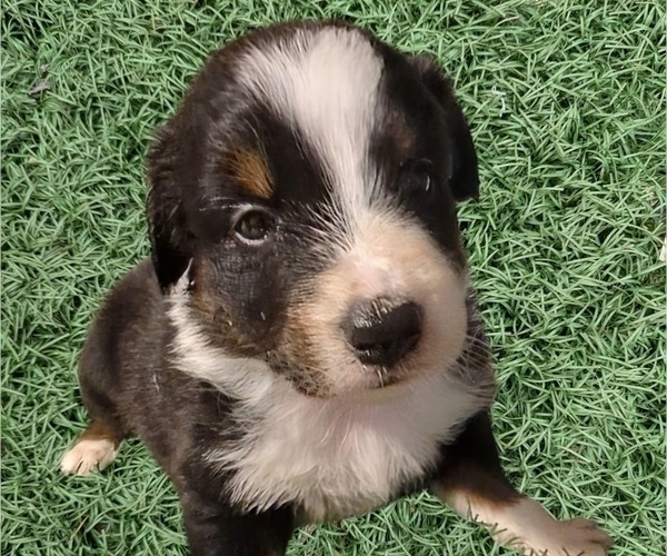Medium Photo #63 Australian Shepherd Puppy For Sale in SYLVA, NC, USA
