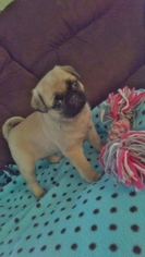 Pug Puppy for sale in BELLEVILLE, PA, USA