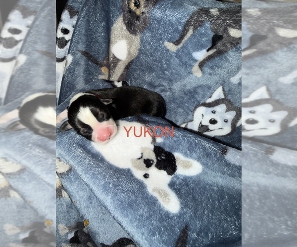 Medium Photo #1 Pembroke Welsh Corgi Puppy For Sale in INDEPENDENCE, MO, USA